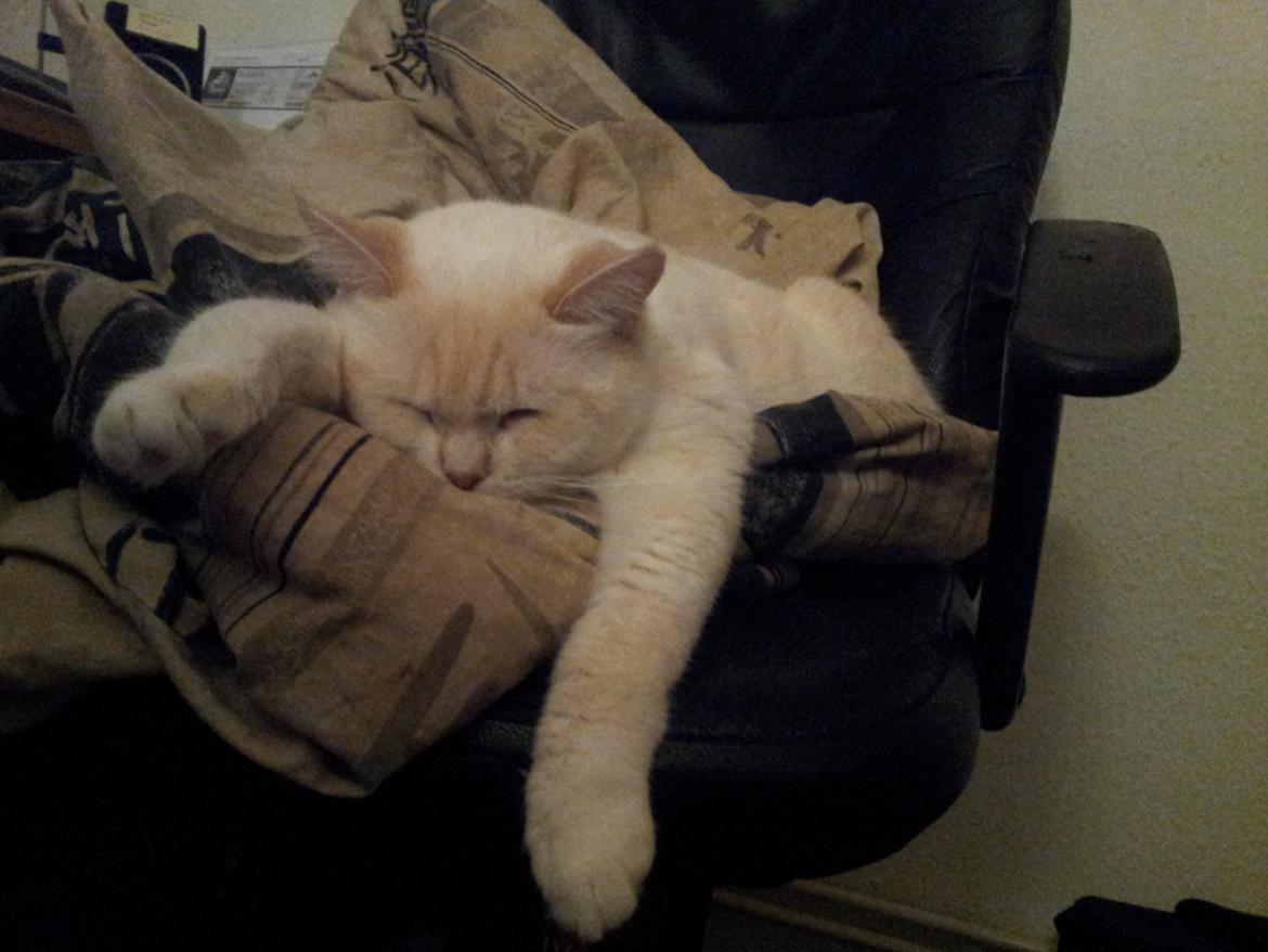 British Shorthair Celia billede 5