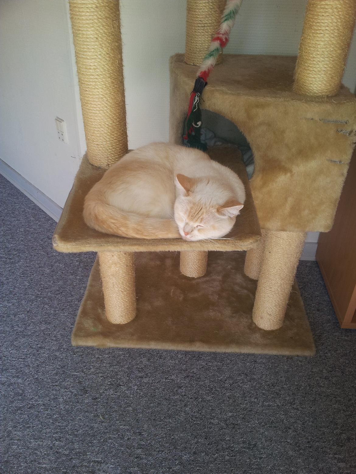 British Shorthair Celia billede 6