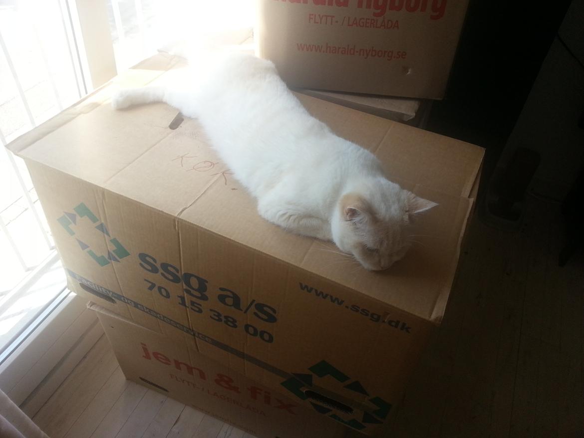 British Shorthair Celia billede 7