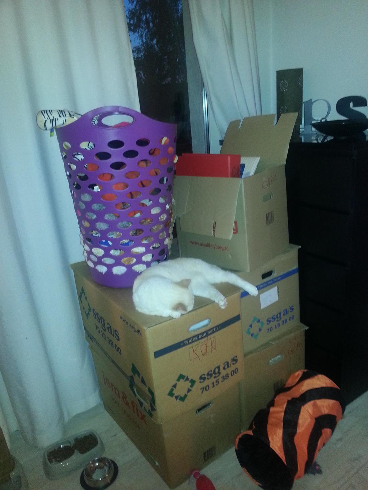 British Shorthair Celia billede 8