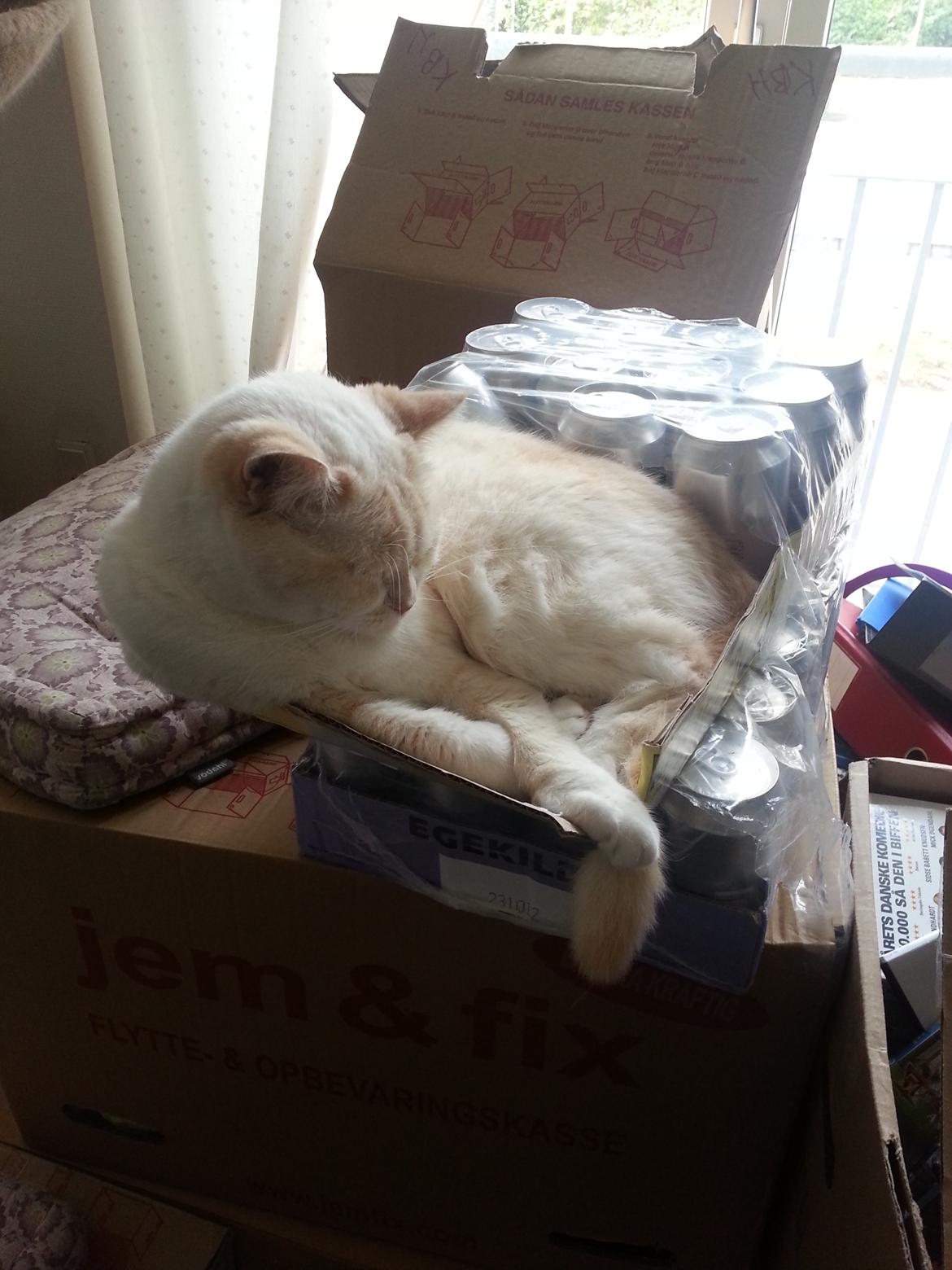 British Shorthair Celia billede 9