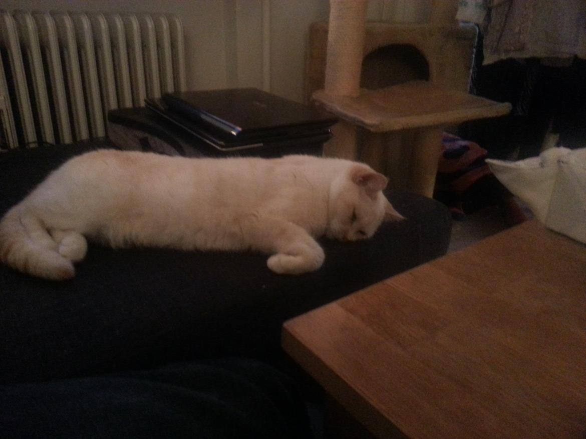 British Shorthair Celia billede 10