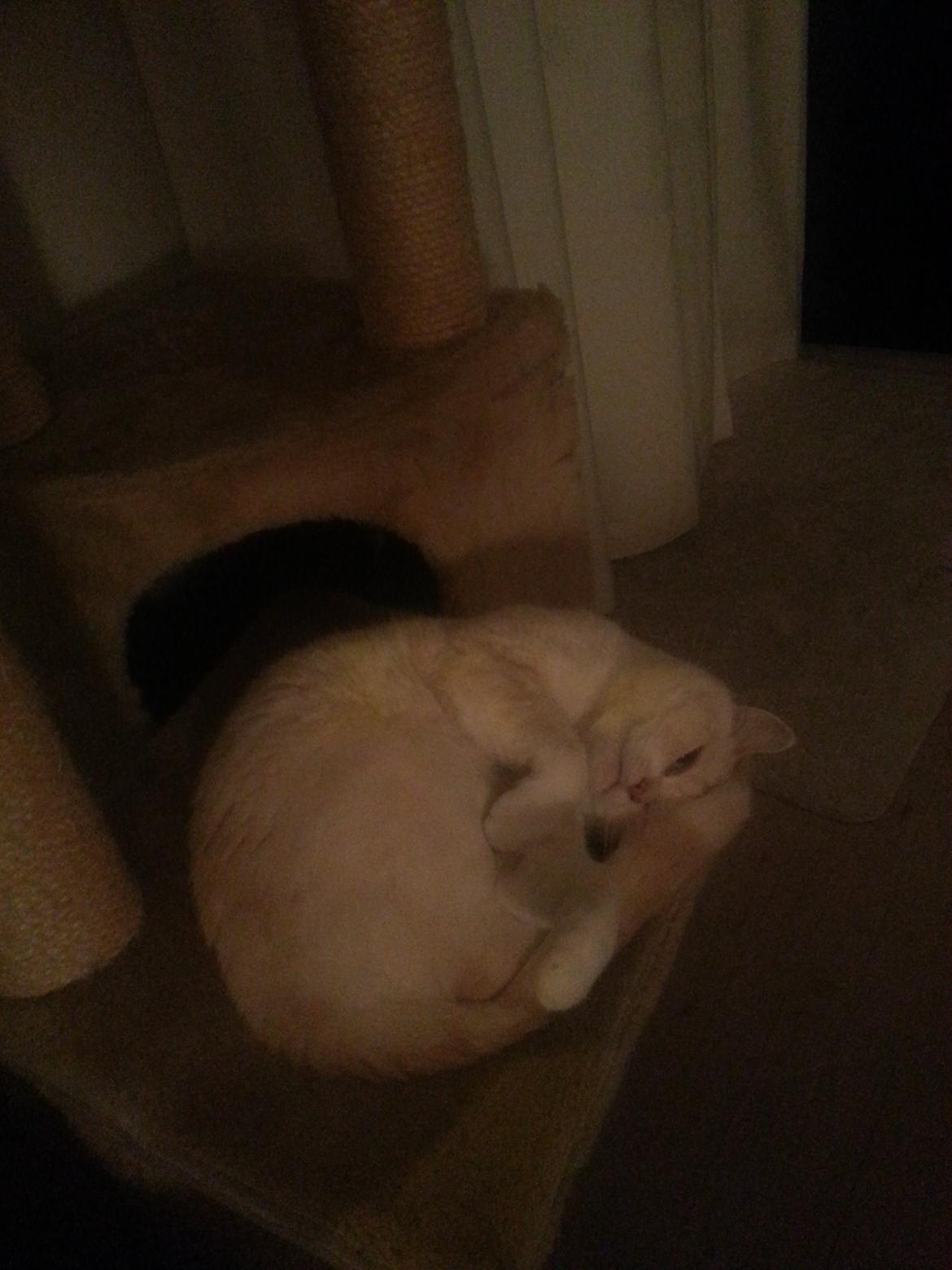 British Shorthair Celia billede 11