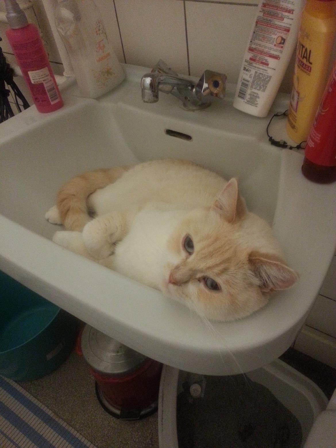 British Shorthair Celia billede 12