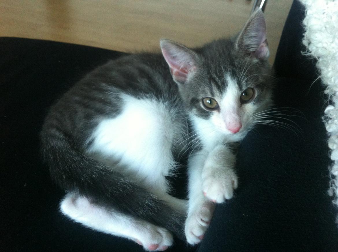 Huskat Timmy Tiger billede 3