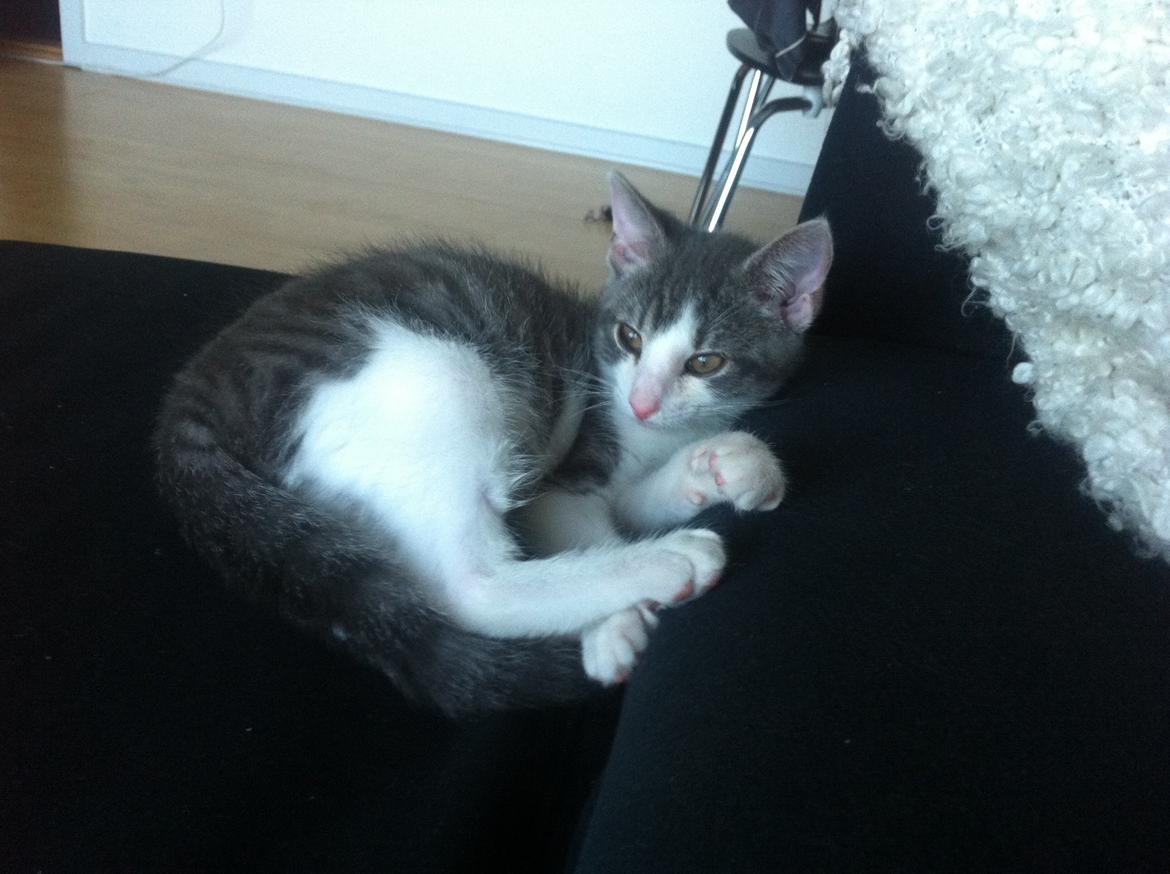 Huskat Timmy Tiger billede 4