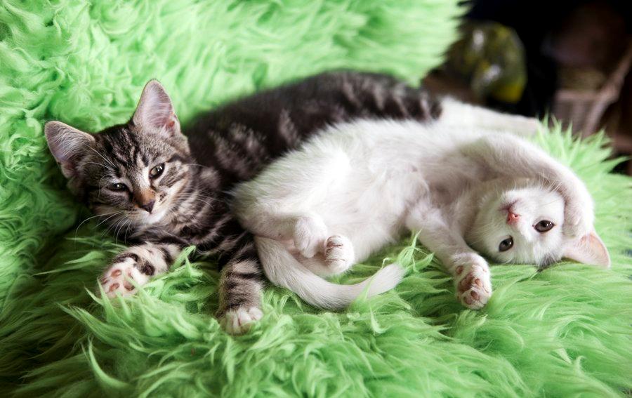 Huskat Rumle - Billedet er fra hvor han er født og her ligger han sammen med hans biologiske søster billede 2