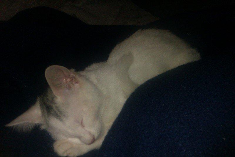 Huskat Rumle - Åhh han er blevet den dejligste lille hyggetrold billede 15