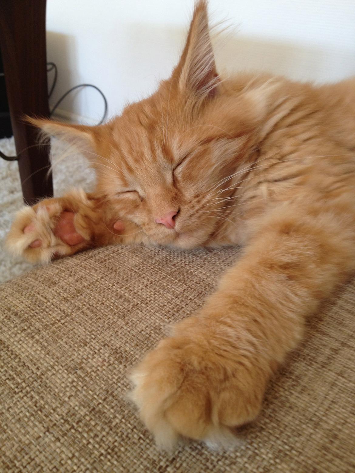 Maine Coon Maximus - Zzzzzzzz....... billede 11