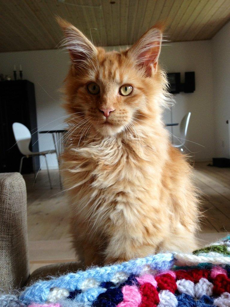 Maine Coon Maximus billede 2