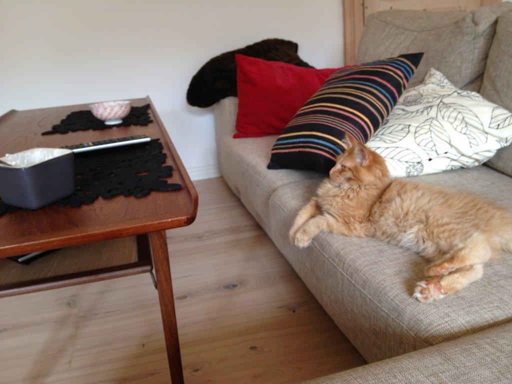 Maine Coon Maximus - Kan jeg måske få skålen tættere på ved tankens kraft...... billede 6