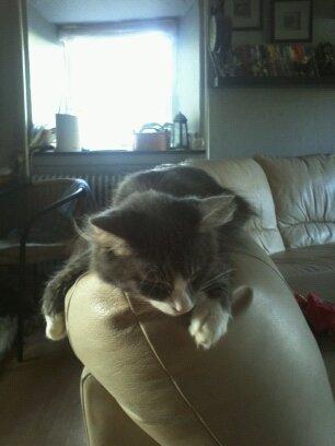 Norsk Skovkat Snehvide billede 6