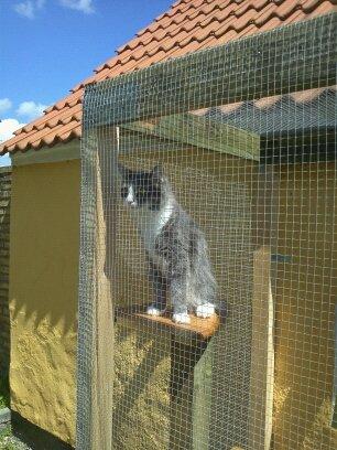 Norsk Skovkat Snehvide billede 7