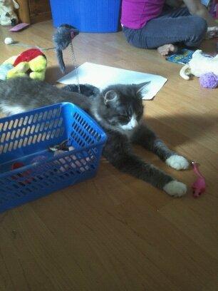 Norsk Skovkat Snehvide billede 8