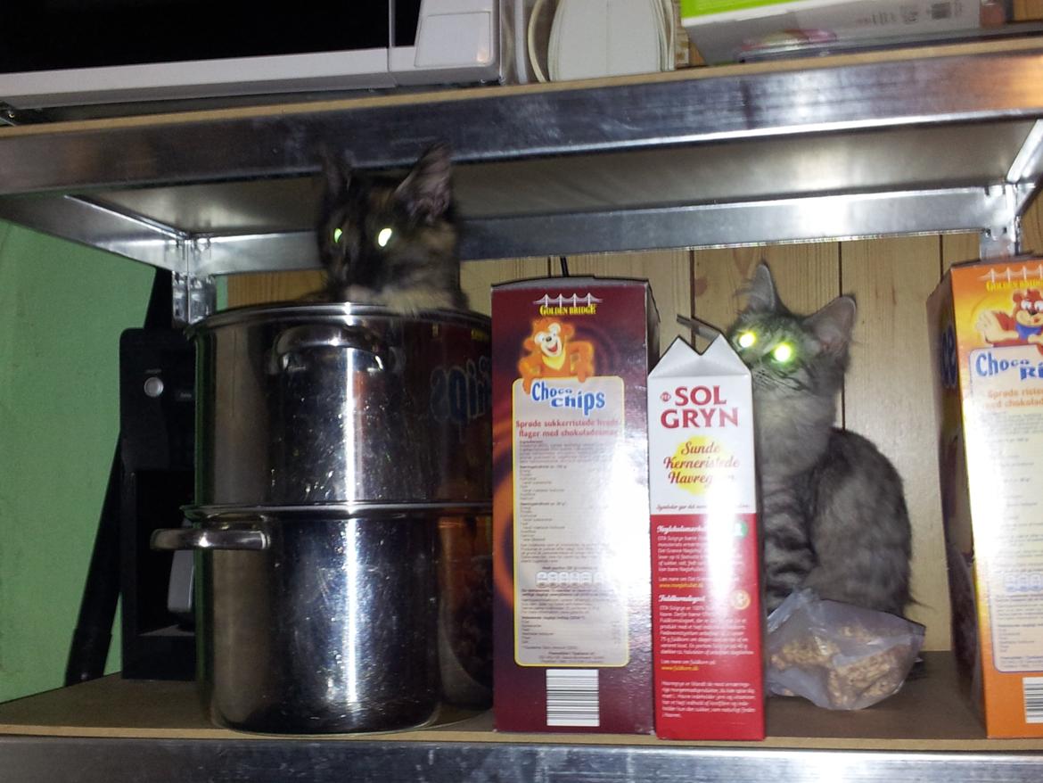 Maine Coon R.I.P Askepot 17-12-12 billede 11