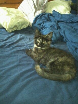 Maine Coon R.I.P Askepot 17-12-12 billede 12