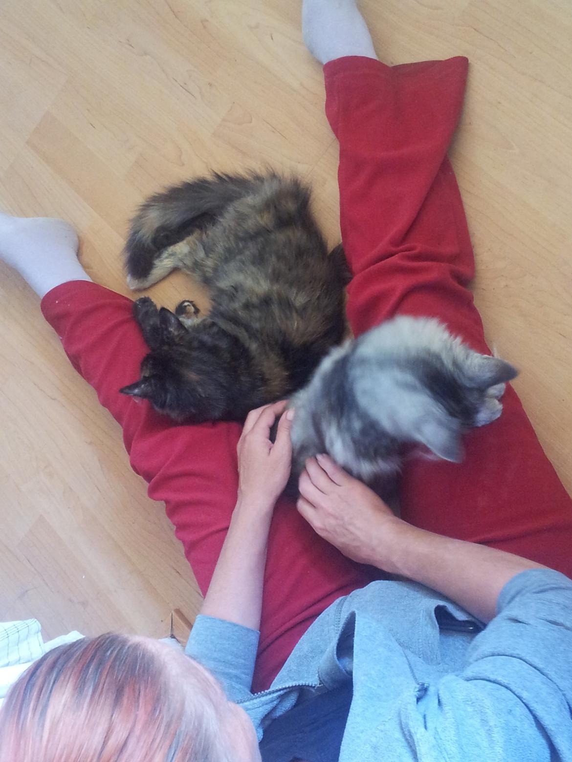 Maine Coon R.I.P Askepot 17-12-12 billede 13