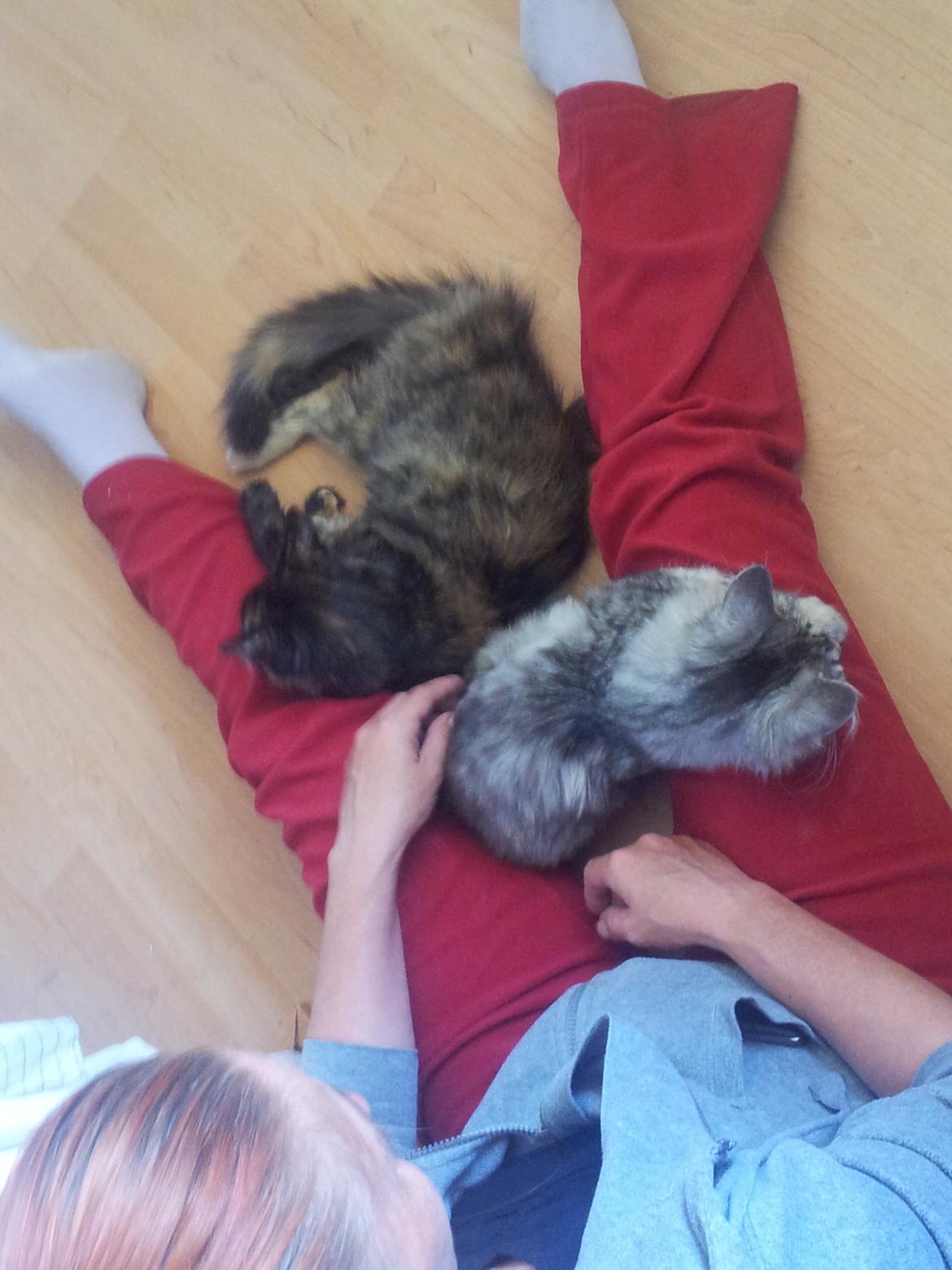 Maine Coon R.I.P Askepot 17-12-12 billede 14