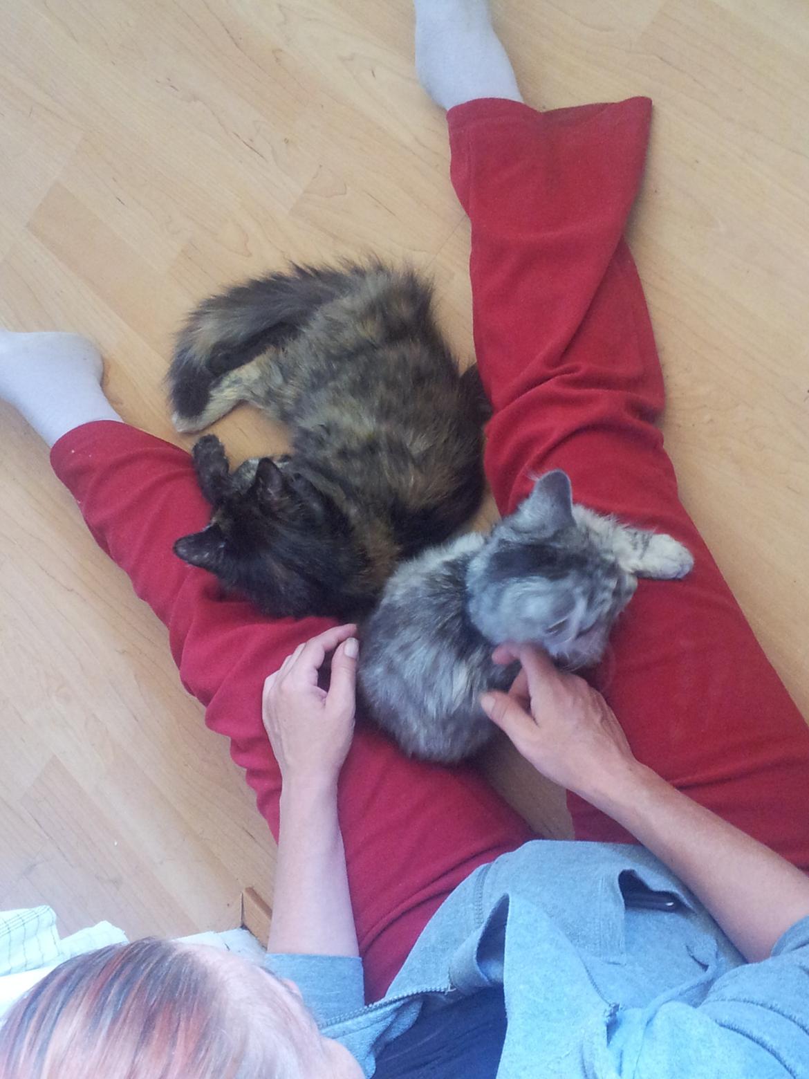 Maine Coon R.I.P Askepot 17-12-12 billede 15