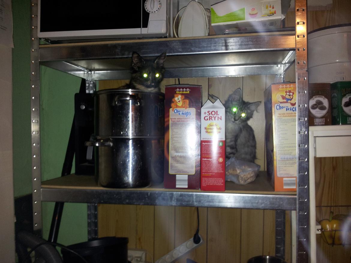 Maine Coon R.I.P Askepot 17-12-12 billede 16