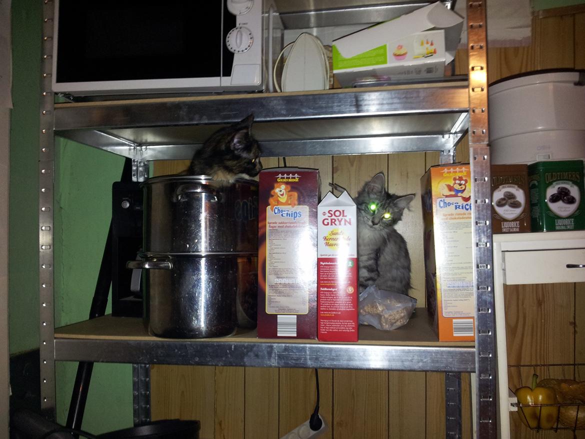 Maine Coon R.I.P Askepot 17-12-12 billede 17