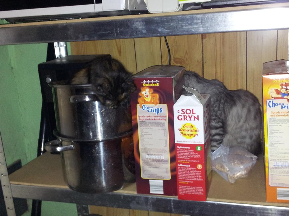 Maine Coon Misha billede 19