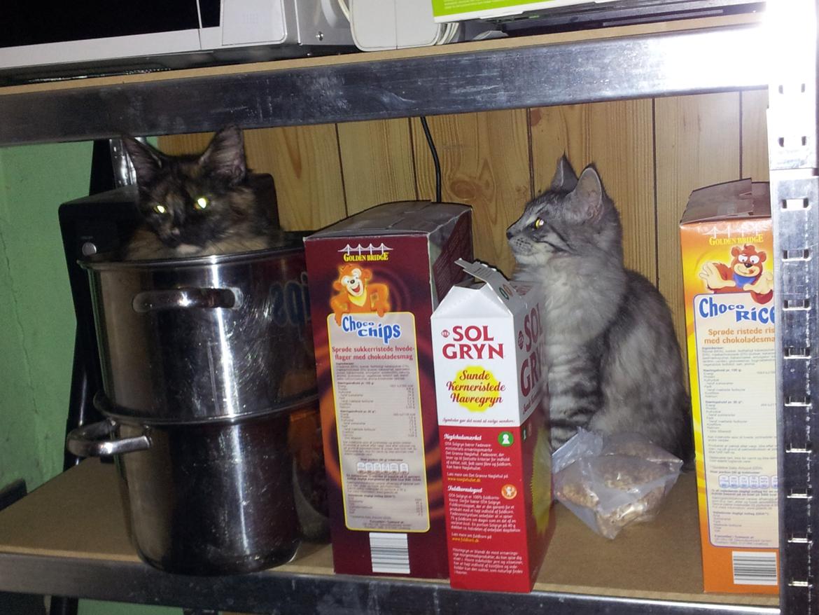 Maine Coon Misha billede 20