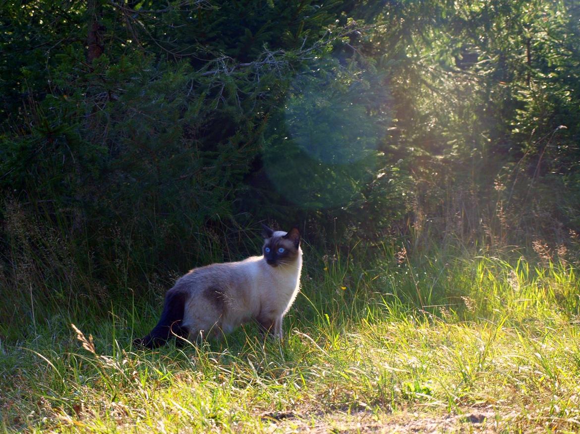 Blanding af racer Oscar billede 2