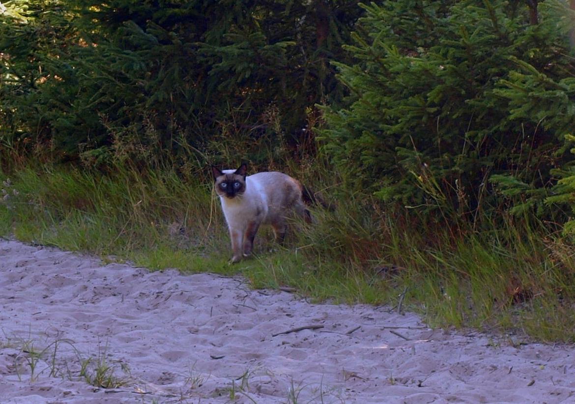 Blanding af racer Oscar billede 3