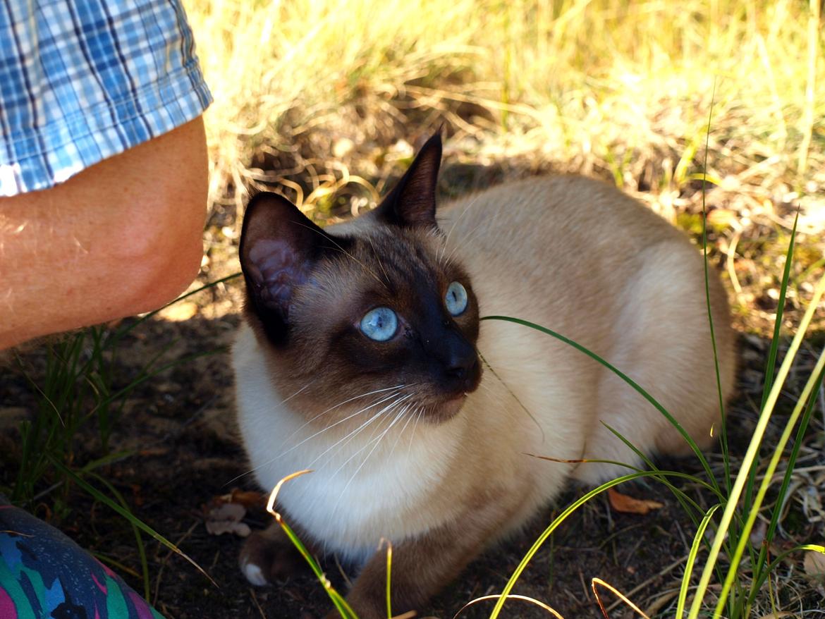 Blanding af racer Oscar billede 4