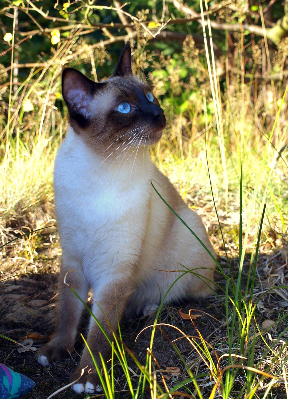 Blanding af racer Oscar billede 5