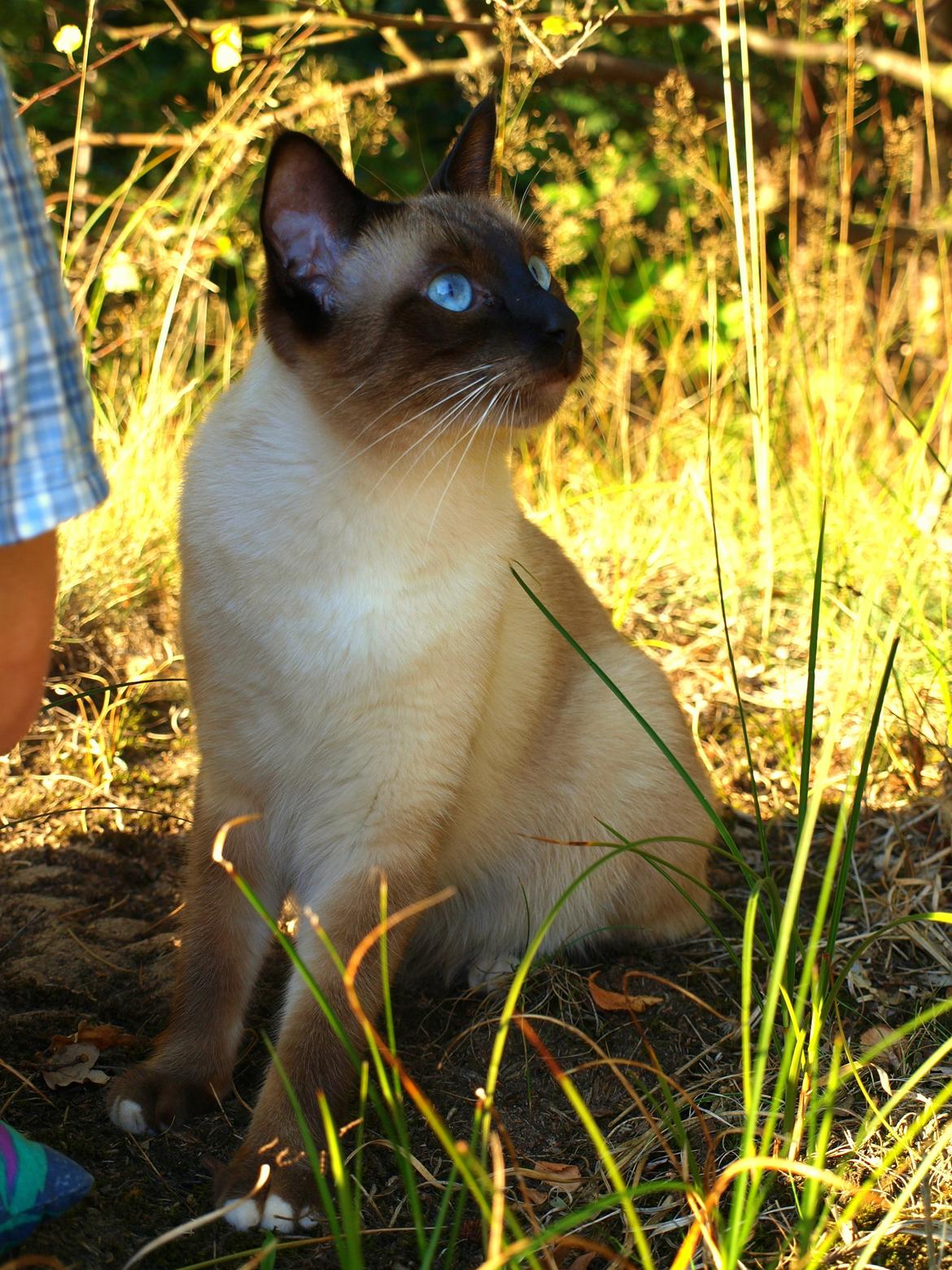 Blanding af racer Oscar billede 6