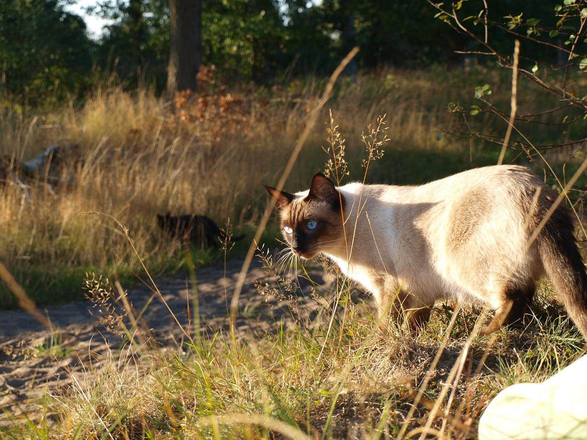Blanding af racer Oscar billede 7