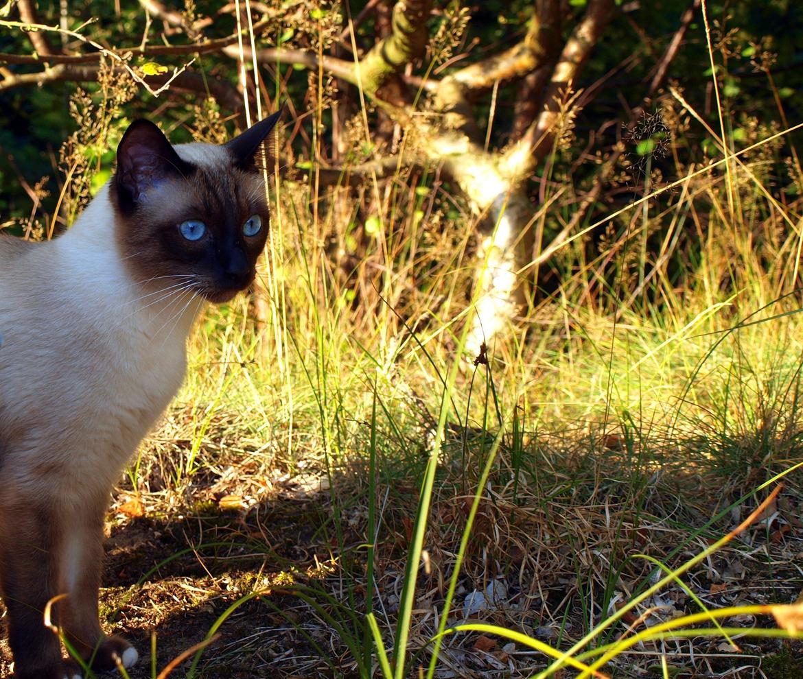 Blanding af racer Oscar billede 8