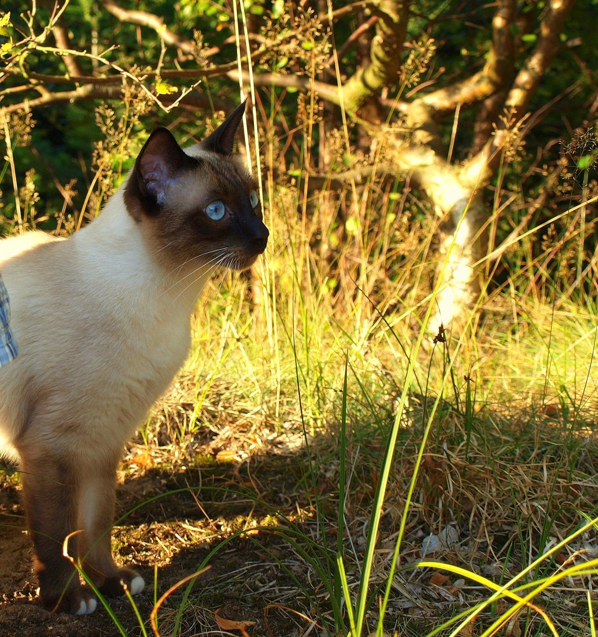 Blanding af racer Oscar billede 9