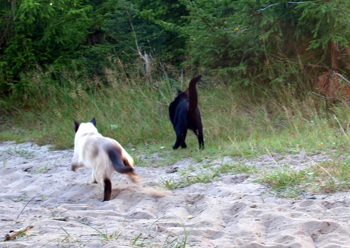 Blanding af racer Oscar billede 10