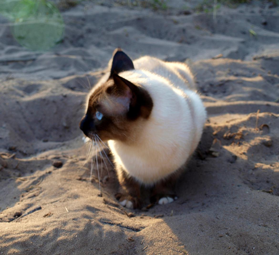 Blanding af racer Oscar billede 11