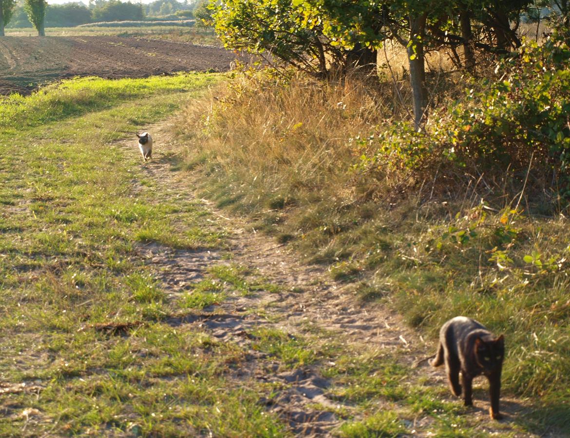 Blanding af racer Oscar billede 12