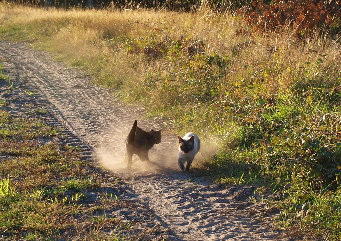 Blanding af racer Oscar billede 13