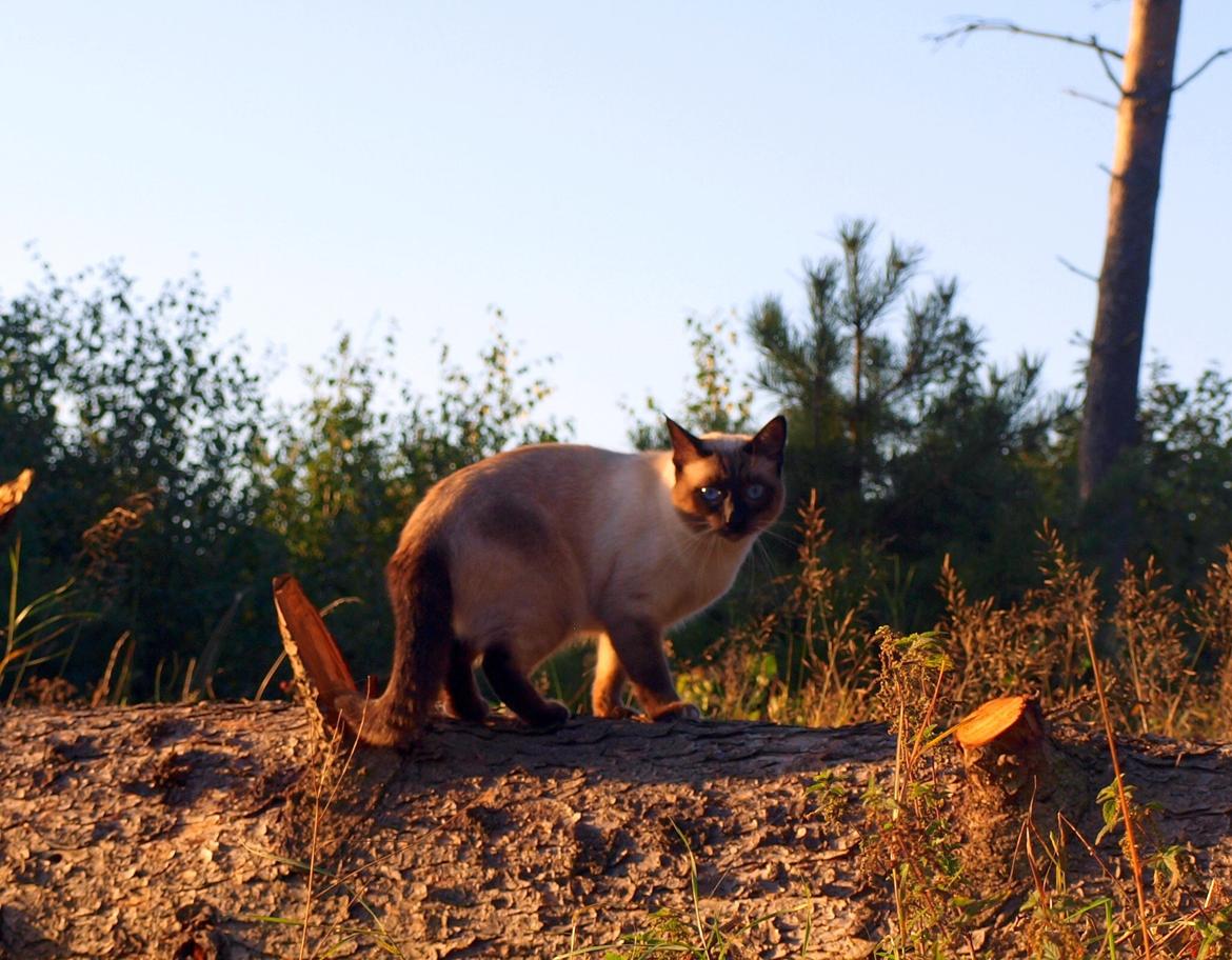 Blanding af racer Oscar billede 14