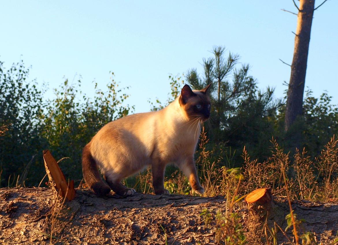 Blanding af racer Oscar billede 15