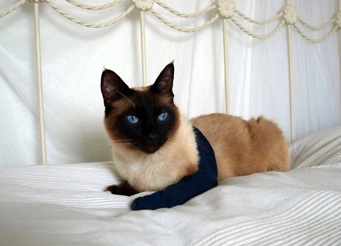 Blanding af racer Oscar billede 16