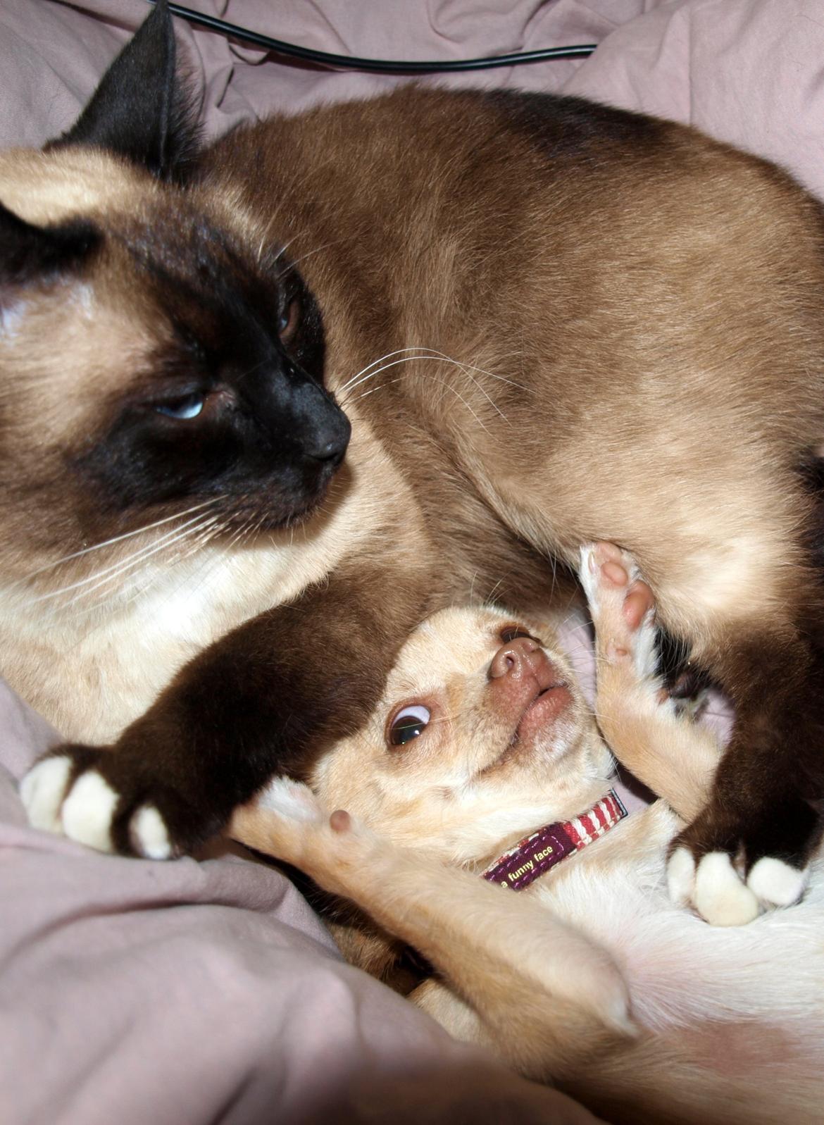 Blanding af racer Oscar billede 17