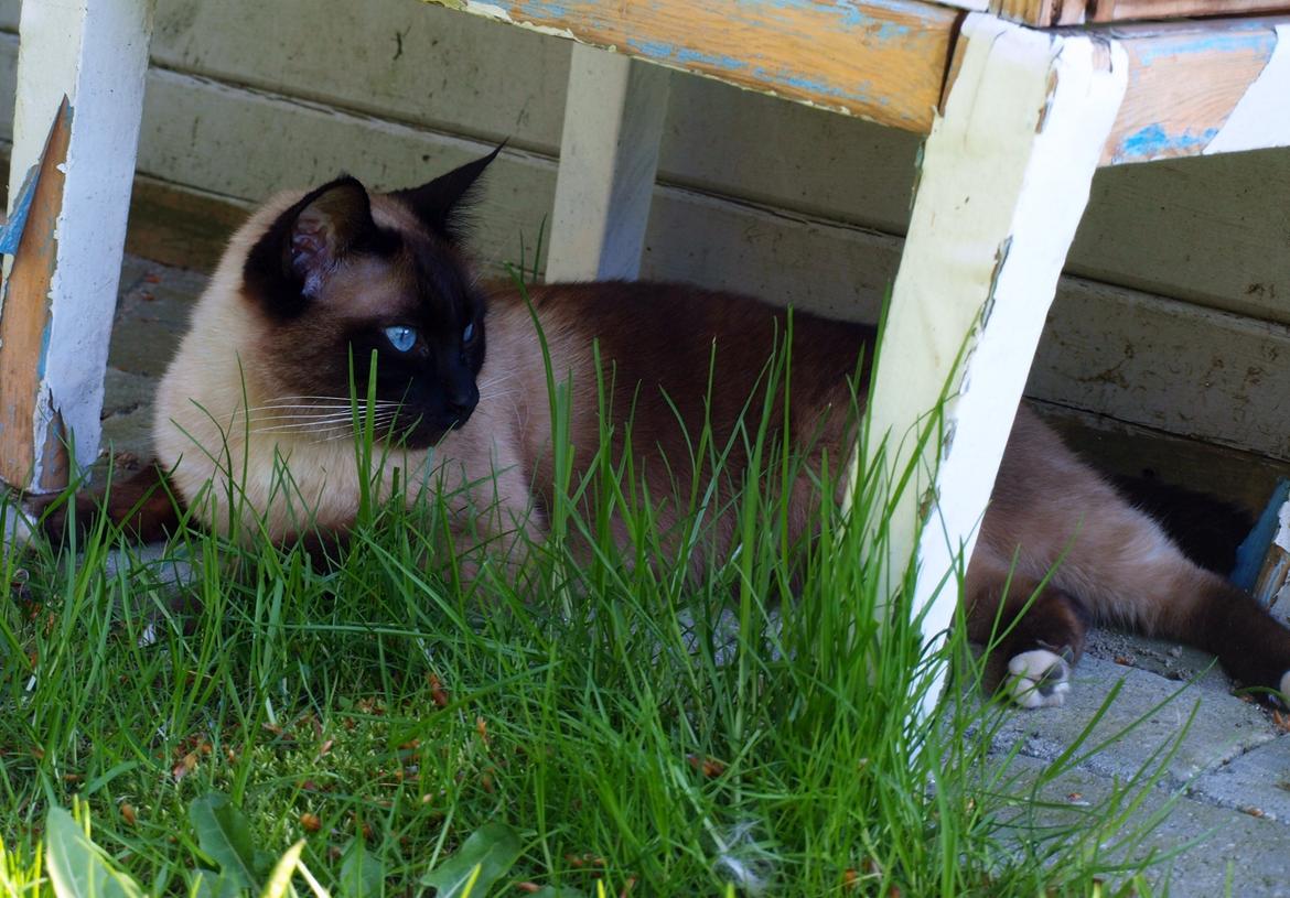 Blanding af racer Oscar billede 18