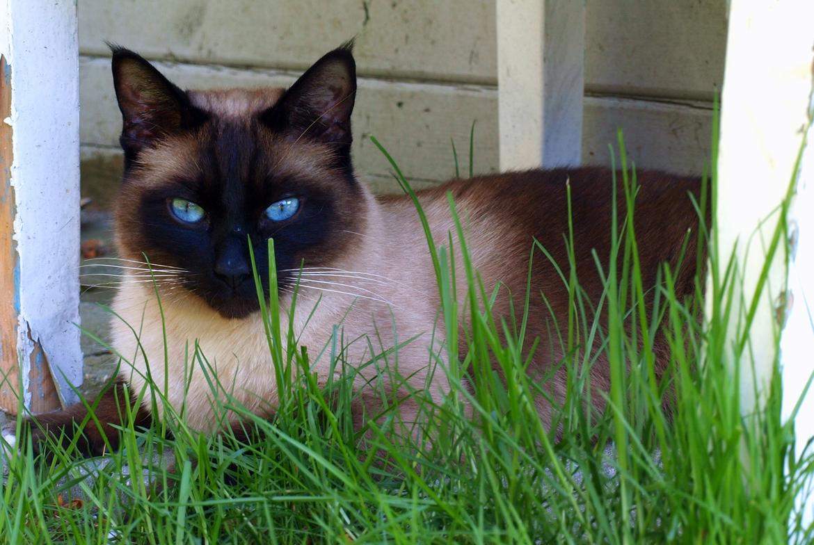 Blanding af racer Oscar billede 19