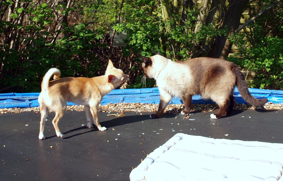 Blanding af racer Oscar billede 20