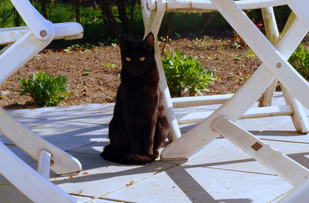 Blanding af racer Aysha Namirah Malee billede 2