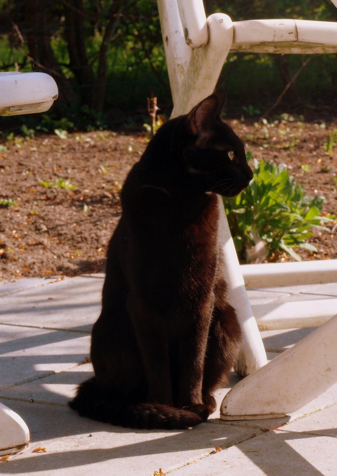 Blanding af racer Aysha Namirah Malee billede 3