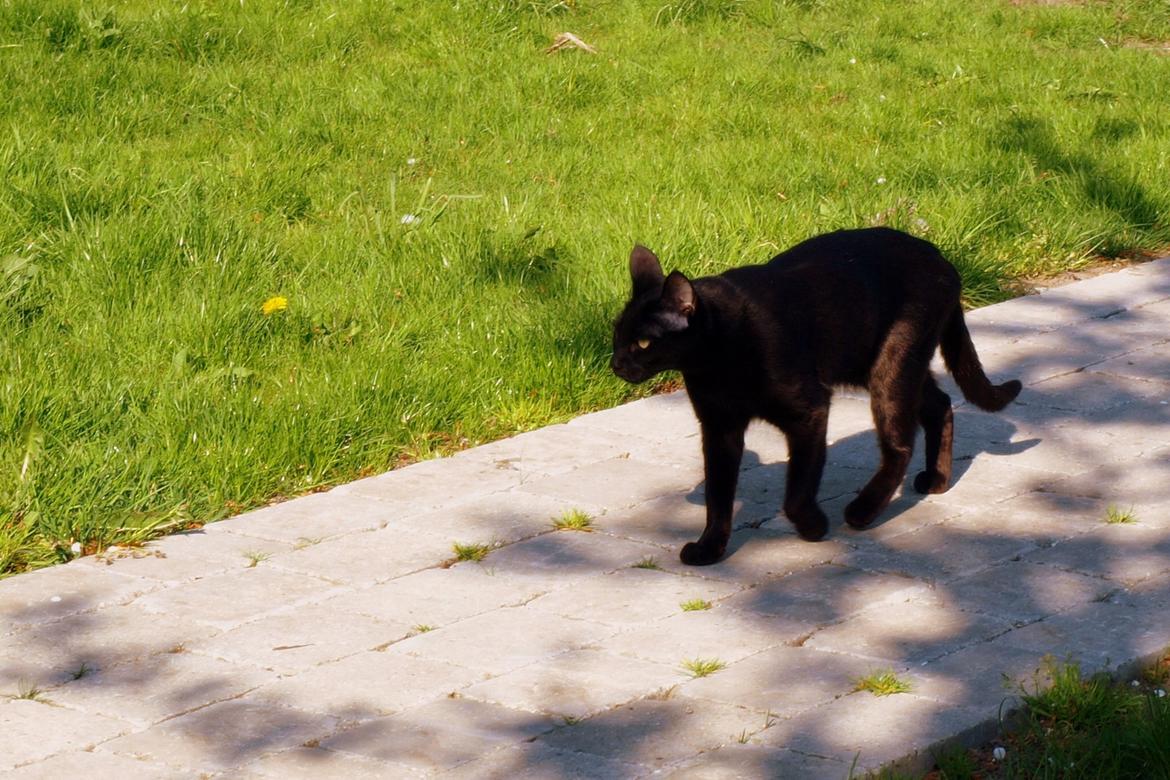 Blanding af racer Aysha Namirah Malee billede 4