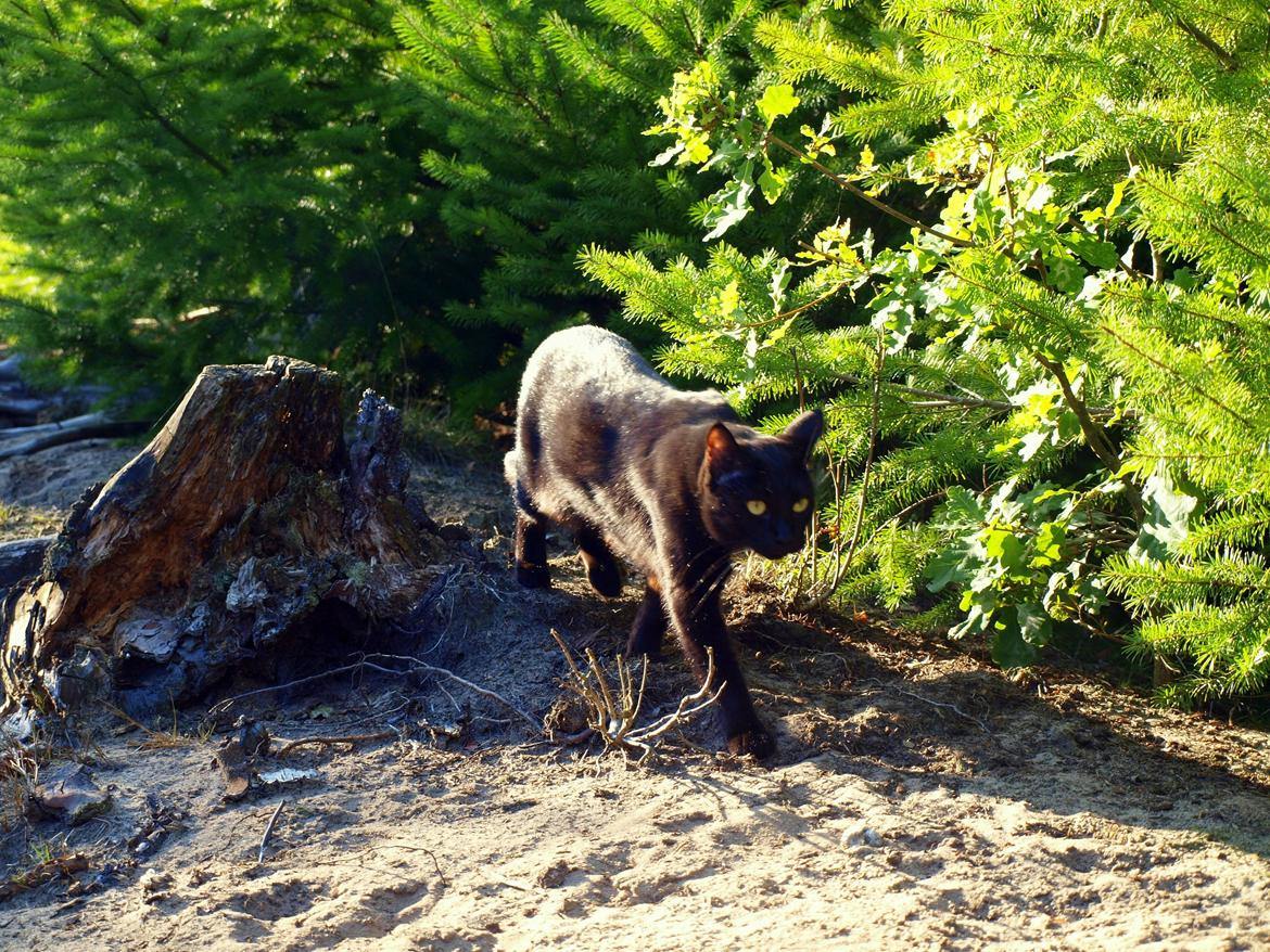 Blanding af racer Aysha Namirah Malee billede 5